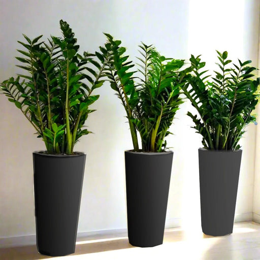 Office Plant Zz in Ceramic Pot Bundle (3pcs) 80 - 100cm - Greensouq - 