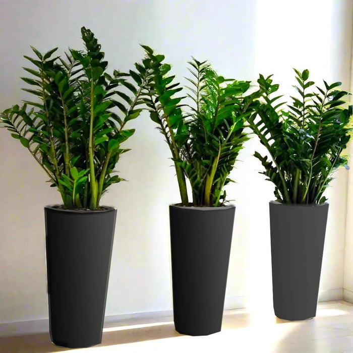 Office Plant Zz in Ceramic Pot Bundle (3pcs) 80 - 100cm - Greensouq - 