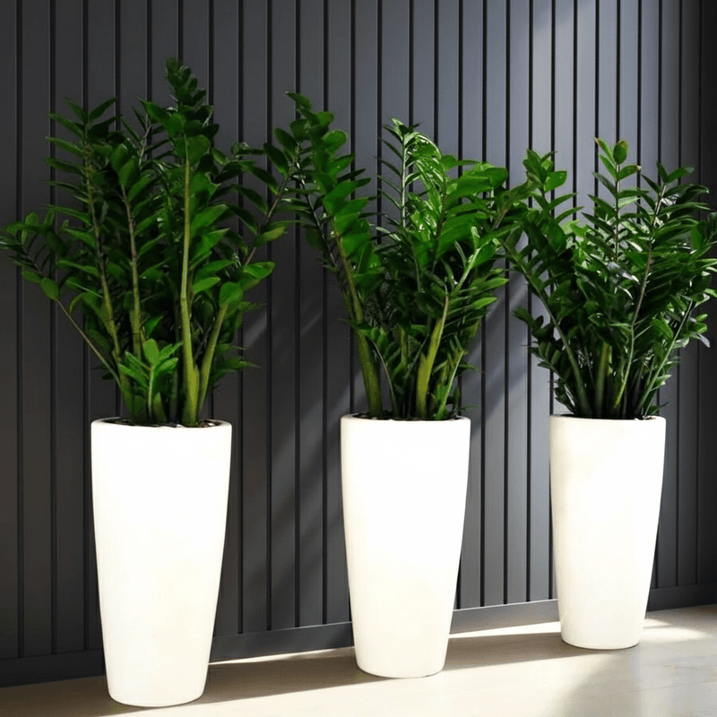 zz plant office Office Plant Zz in Ceramic Pot long Bundle (3pcs) 60-80cm — Greensouq