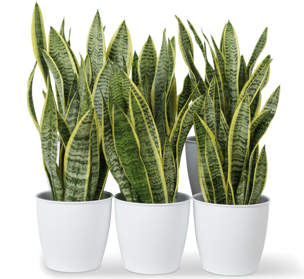 snake plant uae Modern Office Sansevieria Set