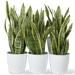 Office Sansevieria Set 30cm to 40cm - Greensouq - 