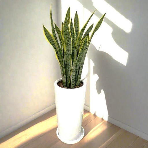 Office Snake Plant in Long Ceramic Pot 80 - 100cm - Greensouq - 
