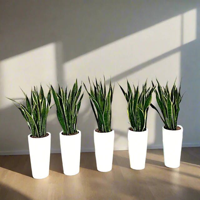 Office Snake Plant Set of 5 in Ceramic Pot 80 - 100cm - Greensouq - 