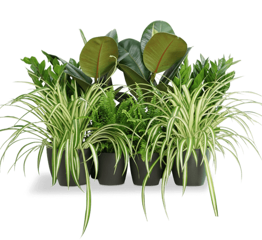 Office Starter Plant Set "Office Indoor Plant" 30 - 40cm - Greensouq - 