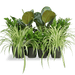 Office Starter Plant Set "Office Indoor Plant" 30 - 40cm - Greensouq - 