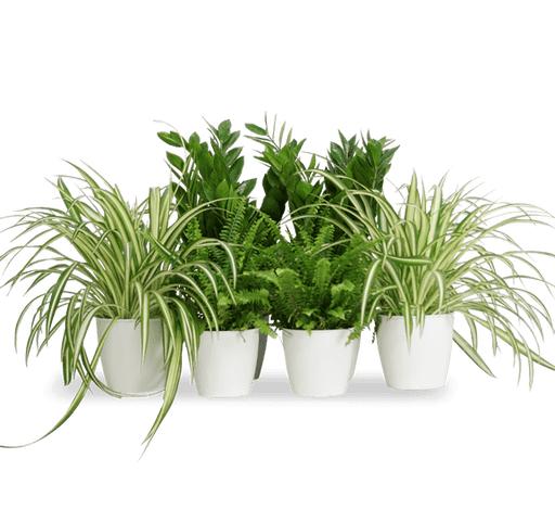 Office Table Plant Set 30 - 40cm - Greensouq - 