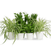 Office Table Plant Set 30 - 40cm - Greensouq - 