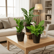 Office Table Plant Set: ZZ, Money, Peace Lily - 3 Pack in default plastic pot - Greensouq -
