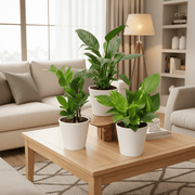Office Table Plant Set: ZZ, Money, Peace Lily - 3 Pack in default plastic pot - Greensouq -