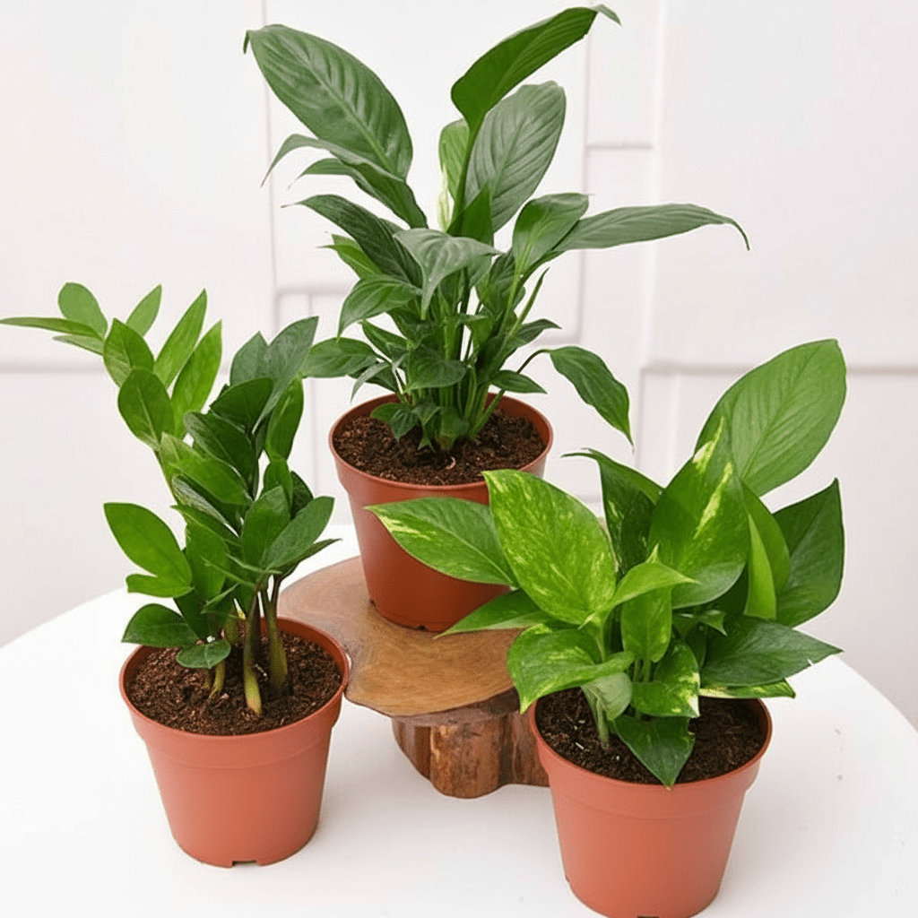 Office Table Plant Set: ZZ, Money, Peace Lily - 3 Pack in default plastic pot - Greensouq - 