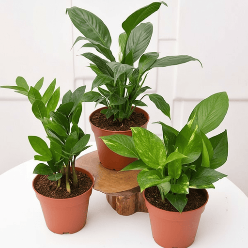 Office Table Plant Set: ZZ, Money, Peace Lily - 3 Pack in default plastic pot - Greensouq - 