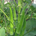 Okra Agrimax Seeds - Greensouq - 