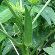 Okra Plant | Lady Finger | Vegetable Plant 10 - 15cm - Greensouq - 