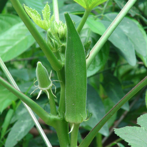 Okra Plant | Lady Finger | Vegetable Plant 10 - 15cm - Greensouq - 