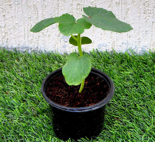Okra Plant | Lady Finger | Vegetable Plant 10 - 15cm - Greensouq - 