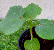 Okra Plant | Lady Finger | Vegetable Plant 10 - 15cm - Greensouq - 