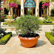 Olea Europaea Tarrina Spain 50ltr - Greensouq - 
