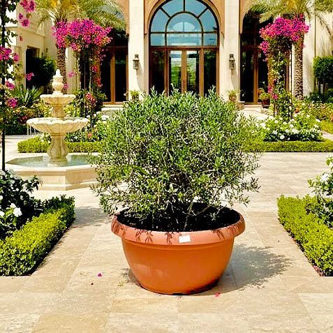 Olea Europaea Tarrina Spain 50ltr - Greensouq - 