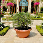 Olea Europaea Tarrina Spain 50ltr - Greensouq - 