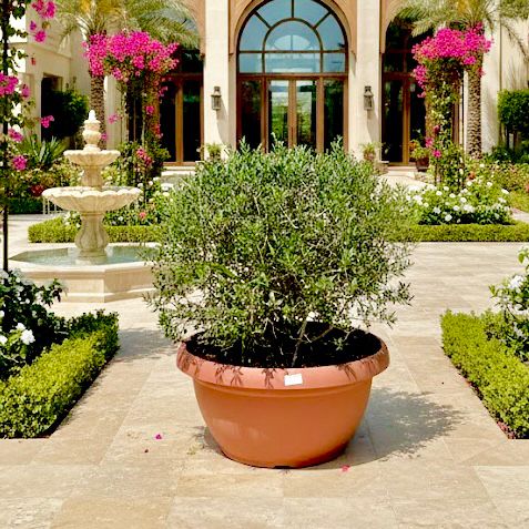 Olea Europaea Tarrina Spain 50ltr - Greensouq - 