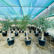 Olea europea or Mature Olive Tree 1.6 - 1.8m, 100 - 120mm Dia - Greensouq - 