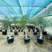 Olea europea or Mature Olive Tree 1.6 - 1.8m, 100 - 120mm Dia - Greensouq - 