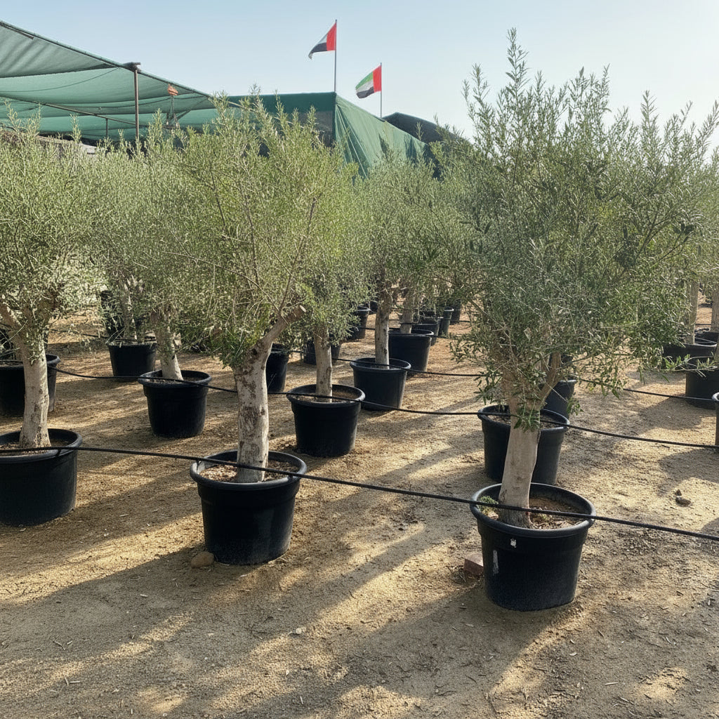 Olea europea or Mature Olive Tree 1.6 - 1.8m, 100 - 120mm Dia - Greensouq - 