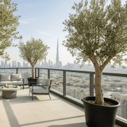 Olea europea or Mature Olive Tree 1.6 - 1.8m, 100 - 120mm Dia - Greensouq - 