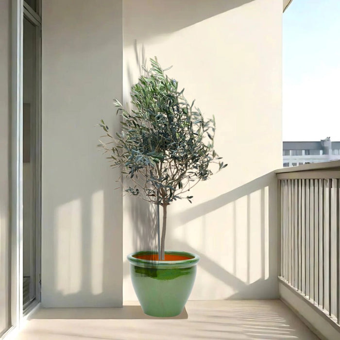 Olea europea or Olive Tree "1.0m - 2.2m" شجرة زيتون - Greensouq - 