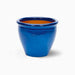 Olea europea or Olive Tree "1.0m - 2.2m" شجرة زيتون - Greensouq - 