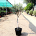 Olea europea or Olive Tree "1.0m - 2.2m" شجرة زيتون - Greensouq - 