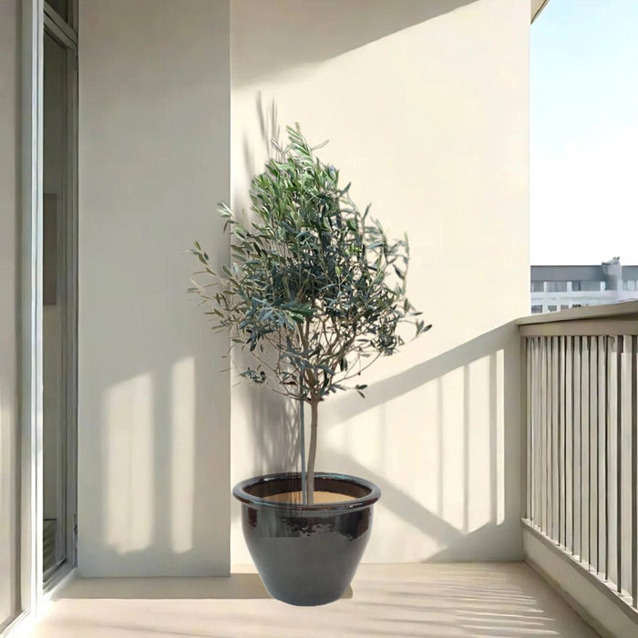 Olea europea or Olive Tree "1.0m - 2.2m" شجرة زيتون - Greensouq - 