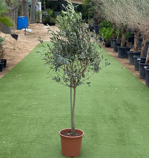 Olea europea or Olive Tree "1.0m - 2.2m" شجرة زيتون - Greensouq - 