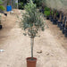 Olea europea or Olive Tree "1.0m - 2.2m" شجرة زيتون - Greensouq - 