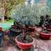 Olea europea or Olive Tree 1.7 - 2.0m, 200 - 250mm Trunk Diameter, Unique Old Trunk Olive Tree - Greensouq - 
