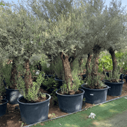 Olea europea or Olive Tree 2.0 - 2.20m height and 200 - 210mm trunk Dia - Greensouq - 