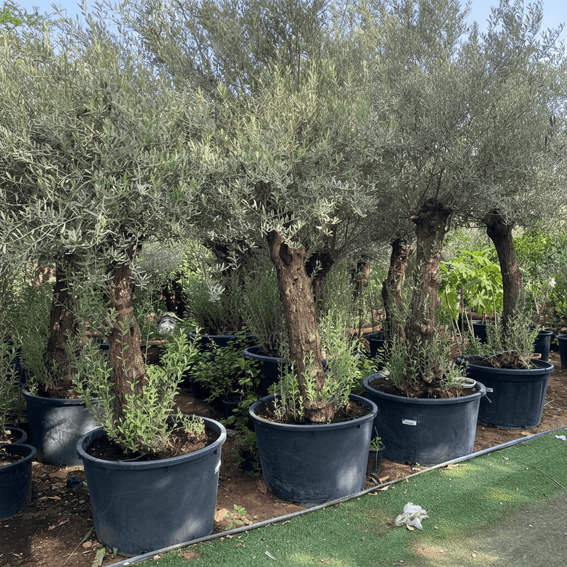 Olea europea or Olive Tree 2.0 - 2.20m height and 200 - 210mm trunk Dia - Greensouq - 