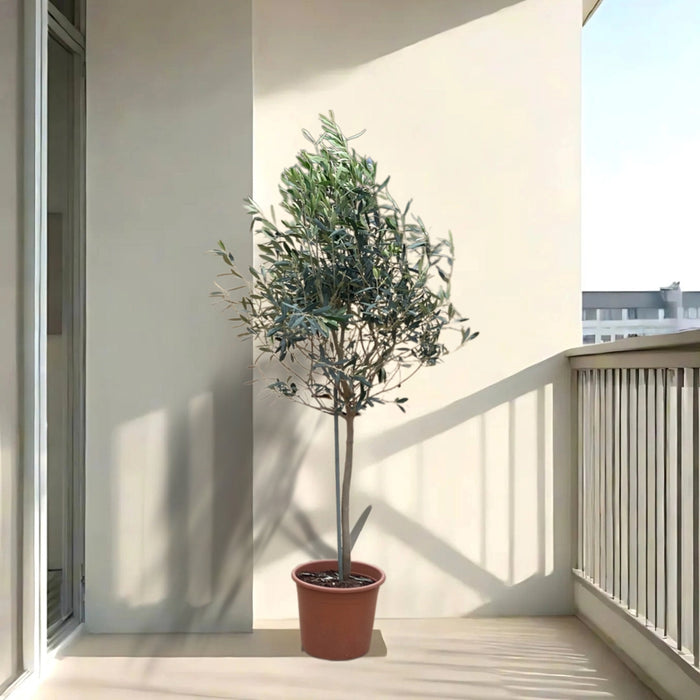 Olea europea or Olive Tree “1.0mشجرة زيتون