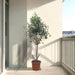 Olea europea or Olive Tree “1.0mشجرة زيتون