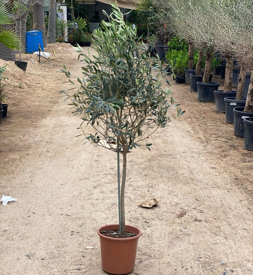 Olea europea or Olive Tree “1.0m شجرة زيتون
