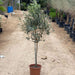 Olea europea or Olive Tree “1.0m شجرة زيتون