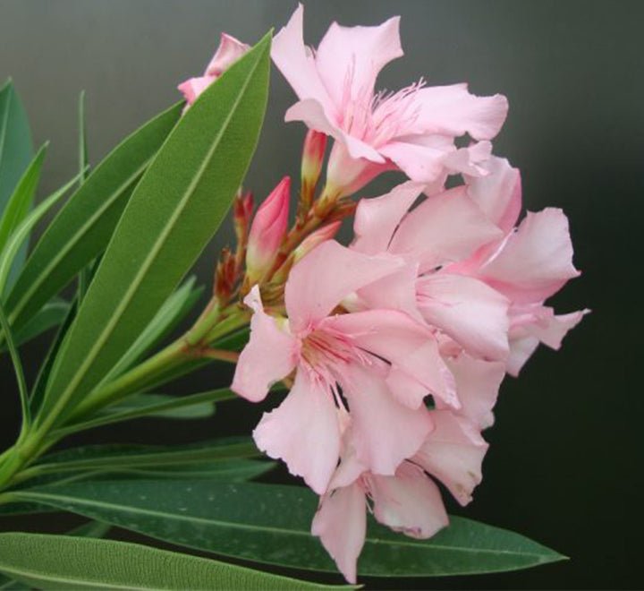 Oleander "Nerium Oleander" - Greensouq - 