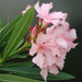 Oleander "Nerium Oleander" - Greensouq - 
