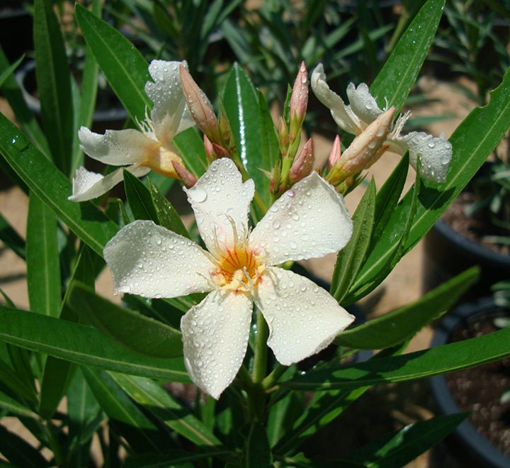 Oleander "Nerium Oleander" - Greensouq - 