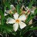 Oleander "Nerium Oleander" - Greensouq - 