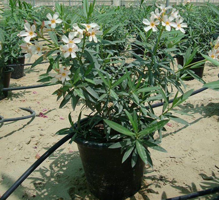 Oleander "Nerium Oleander" - Greensouq - 
