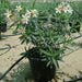 Oleander "Nerium Oleander" - Greensouq - 