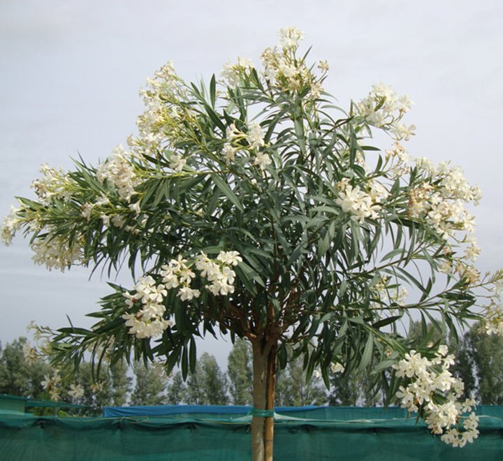 Oleander "Nerium Oleander" - Greensouq - 