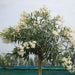 Oleander "Nerium Oleander" - Greensouq - 