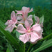 Oleander "Nerium Oleander" - Greensouq - 